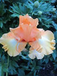 peonies irises and more planting queen iris flowers flora flowers iris garden