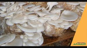 Arrange the mushrooms on the racks, then assemble the dehydrator. Here Is How You Could Cultivate Mushrooms In Bed During The Monsoon Season