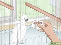How To Take Care Of Cockatoos (With Pictures) - Wikihow