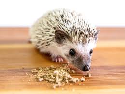 What Do Hedgehogs Eat