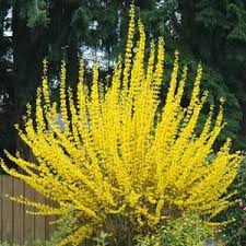 Pin By Dan R On Landscaping Ideas Part Shade Plants Season Plants Shade Plants
