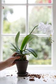 To repot an orchid with air roots, 1) soak the entire orchid for 10 to 30 minutes below the stem or rhizome before the repotting process to make the air roots malleable. How To Repot An Orchid Step By Step Without Killing It