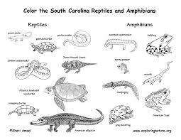 Black And White Lizard In South Carolina South Carolina In 2020 Amphibians Reptiles Animal Habitats