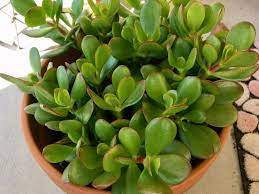 Why Are The Leaves Falling Off My Jade Plant World Of Succulents Jade Plants Crassula Ovata Jade Plant Care