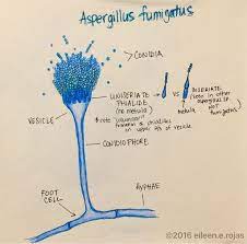 Aspergillus fumigatus komt overal in het natuurlijke milieu voor en kan ook gevonden worden in de neus, keel en farynx van gezonde mensen. Aspergillus Fumigatus Conidiophore Length Google Search Kehidupan Kampus Kesehatan Hidup