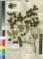 Image result for Dialium englerianum