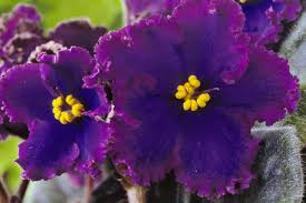 A range of indoor plants from big to small, for any interior; Top 12 Flowering Houseplants To Add Color To Your Home