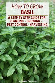 Growing And Using Basil Schneiderpeeps In 2020 Growing Basil Growing Herbs Outdoors Winter Vegetables Gardening