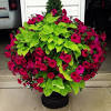 The planting of potato vine is ideally performed in spring, but summer is also fine for planting this potato vine provided it is well watered at the beginning. Https Encrypted Tbn0 Gstatic Com Images Q Tbn And9gcrklgjl Mnaash2t4dkt36u3llpi S1br6k9mb4bds Usqp Cau