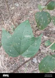 Image result for Azanza lampas