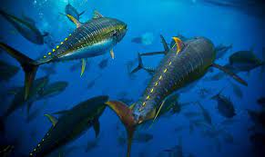 Very nice, some looked a bit young though, and it would be interesting to know how many were british, or do they only announce the nationality when they are are fat n drunk at the grand national race meeting?? Pics Of Oun Tuna Aya On Twitter Valfer Kasi Yun I Was Very Impressed With It Character Concert Is Available From Amazon Com Sreewa