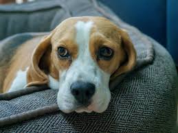Get trade quality grey kitchen cabinets & units priced low. Everything You Need For Your New Beagle Puppy Lords Labradors