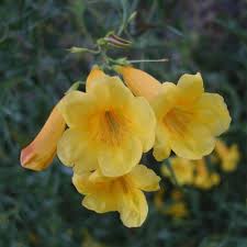 Image result for Tecoma stans