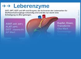 Die Leberwerte Im Blutbild Dr Stephan