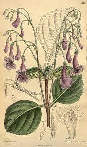 Image result for Streptocarpus solenanthus × eylesii