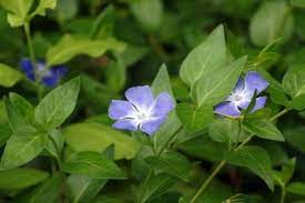 Fire effects information system, online. Growing Periwinkle Information On Planting Periwinkle In The Garden