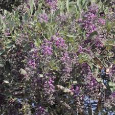 Image result for Philenoptera nelsii