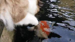 With tenor, maker of gif keyboard, add popular cat eating animated gifs to your conversations. Best Cat And Fish Gifs Gfycat
