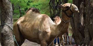 You make me wanna walk like a camel. Camel Ride Activities At Casela Mauritius Attractions