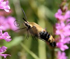 Check spelling or type a new query. Hemaris Diffinis Wikipedia