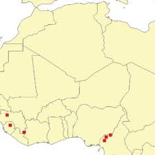 Image result for Pycreus melas