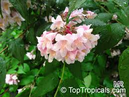 Image result for Kolkwitzia