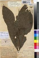 Image result for Argomuellera