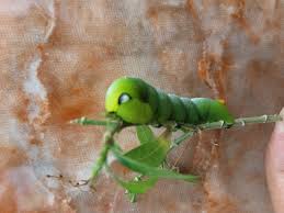 Keluar dari pejabat aku, ulat buku keparat! Ulat Bulu Hijau Hama Yang Cantik Steemit