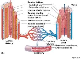Compared to their peers, lifelong athletes have biologically younger blood vessels. Pin On Anatomy
