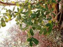 Image result for Triaspis macropteron