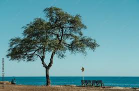 Image result for Prosopis pallida