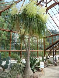 Image result for Dracaenaceae