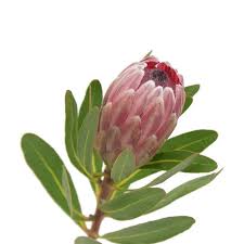 Image result for Ipomoea protea