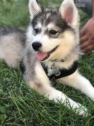 This is a collection of all our puppies for sale that creekside currently has, sorted by the newest arrivals. Siberian Husky Dogs For Sale In United States Illinois Oak Park You Can Also Check Our Dog Directory For More Dog Breeds Siberian Husky Siberian Husky Funny