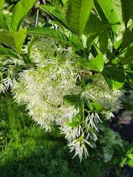 Image result for Chionanthus