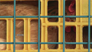 Beijing — a man aged 41 in china's eastern province of jiangsu has been confirmed as the first human case of infection with a rare strain of bird flu known as h10n3, china's national health. 2arbyakdmvykhm