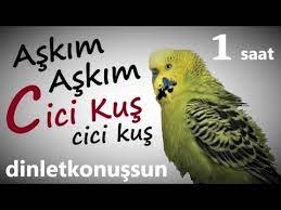 cok net gercek muhabbet kusu sesi askim askim cici kus konusan muhabbet kusu fistik dinlet konussun youtube