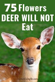 List of flowers deer will not eat. Pin On Gardening Tips And Ideas
