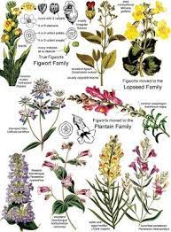 9 Application Reclassification Of The Figwort Family Using Evidence From Cladistics Identify Plant Flower Anatomy Plant Identification