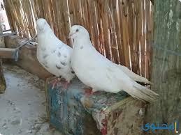 متى يبيض الحمام لأول مرة. Ø£Ù†ÙˆØ§Ø¹ Ø§Ù„Ø­Ù…Ø§Ù… Ø§Ù„Ø±ÙˆÙ…ÙŠ ÙˆØ§Ø³Ø¹Ø§Ø±Ù‡ Ù…ÙˆÙ‚Ø¹ Ù…Ø­ØªÙˆÙ‰
