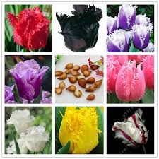Your favorite blooms — from roses and peonies to lilies and daisies — send specific messages. True Tulip Bulbs Tulip Flower Not Tulip Seeds Flowers Symbolizes Love Tulipanes Flower Plant For Home Garden Plants 2 Tulips Flowers Tulip Seeds Tulip Bulbs