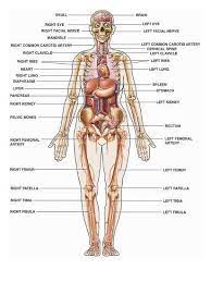 In this lesson, we will learn the human body vocabulary in english with esl pictures to help. Female Anatomy Diagram Labeled Anatomy Drawing Diagram