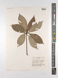 Image result for Actinodaphne