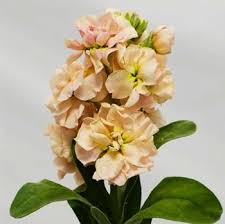 Pin On Wedding Flowers