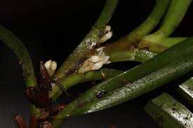 Image result for Ancistrorhynchus