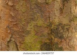 Image result for Lannea welwitschii