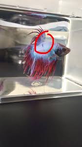 Follow my instagram @fishing _pf background music : About Betta Fish Opal Has A Dark Blue Spot On His Dorsal Fin And A