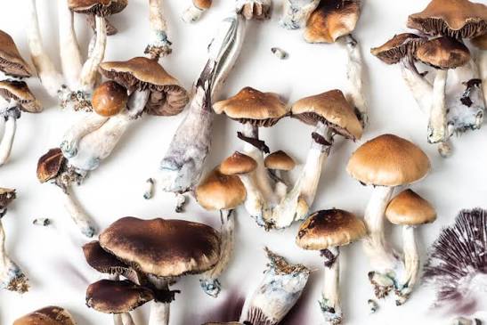 A Psychedelic Renaissance? 'Blue Honey' and what's next for psilocybin in Aotearoa - NZ Drug Foundation