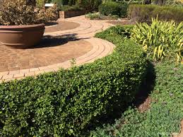 Image result for Cassinopsis ilicifolia