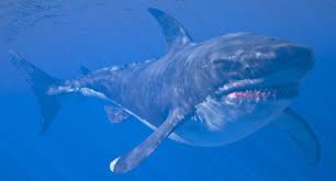 Rigged Megalodon Shark 3d Model Megalodon Megalodon Shark Shark